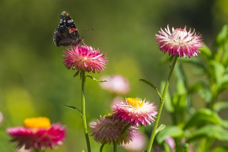 Red Admiral (Vanessa atalanta) butterfly feeding on Strawflower (Xerochrysum bracteatum), shallow depth of focus.の写真素材