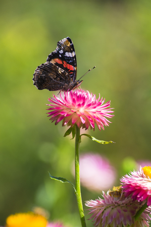 Red Admiral (Vanessa atalanta) butterfly feeding on Strawflower (Xerochrysum bracteatum), shallow depth of focus.の写真素材