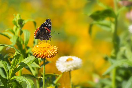 Red Admiral (Vanessa atalanta) butterfly feeding on Strawflower (Xerochrysum bracteatum), shallow depth of focus.の写真素材