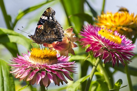 Red Admiral (Vanessa atalanta) butterfly feeding on Strawflower (Xerochrysum bracteatum), shallow depth of focus.の写真素材