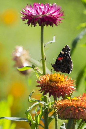 Red Admiral (Vanessa atalanta) butterfly feeding on Strawflower (Xerochrysum bracteatum), shallow depth of focus.の写真素材