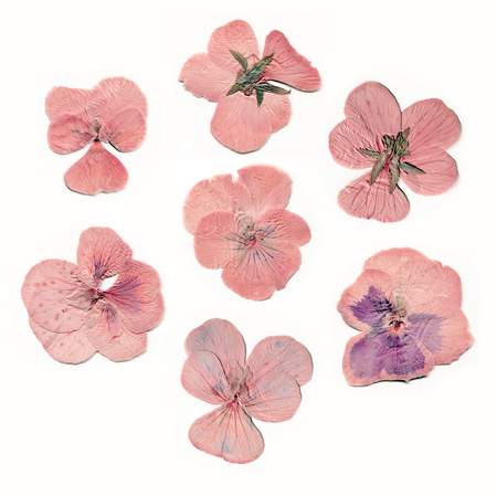 Pressed and dried pink flowersの写真素材