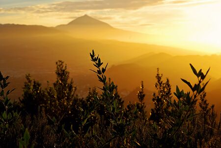 View on mount Teide or Teide Peak - a volcano on Tenerife in the Canary Islands, Spain - in yellow sunset light.の写真素材
