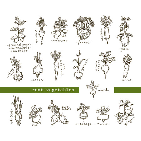 Set of root vegetablesのイラスト素材