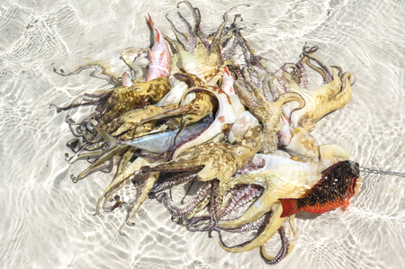 Balinese Fishermans catchの写真素材