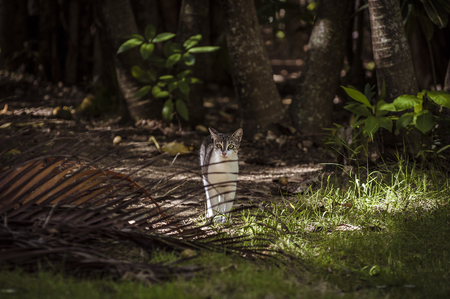 Cat and indonesian natureの写真素材