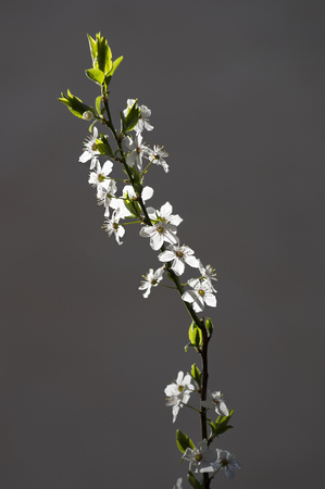Cherry blossom branchon grey backgroundの写真素材