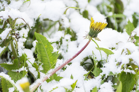 Snow covered dandelions. Sudden snow in may covers green grass and spring flowers. Latvia, Europe.の写真素材