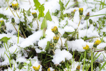 Snow covered dandelions. Sudden snow in may covers green grass and spring flowers. Latvia, Europe.の写真素材