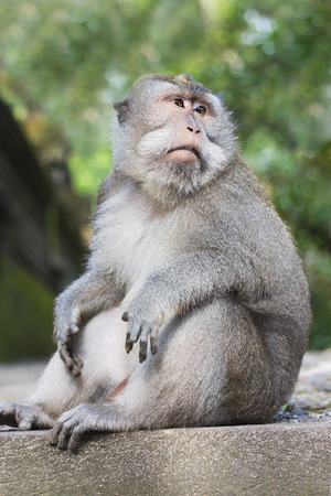 Crab-eating macaque or Balinese long-tailed monkey from The Ubud Monkey Forestの写真素材