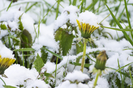 Snow covered dandelions. Sudden snow in may covers green grass and spring flowers. Latvia, Europe.の写真素材