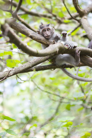 Longtailed macaque baby on the branchの写真素材