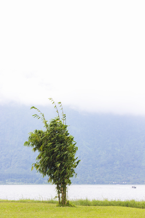 Alone bamboo plant. Lake Bratan shore. Bali, Indonesiaの写真素材