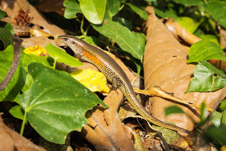 Common sun skink or East Indian brown mabuya among the leaf litter. Bali, Indonesiaの写真素材