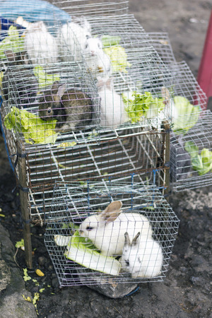 Caged rabbits for sale. Indonesian street market.の写真素材
