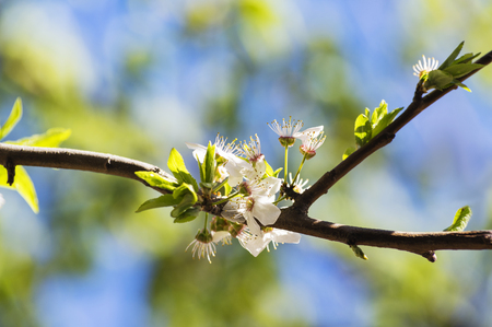 A branch of cherry blossoms with blurred spring colors backgroundの写真素材