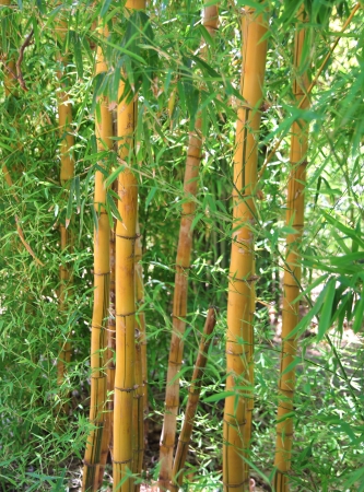 bamboo forestの写真素材