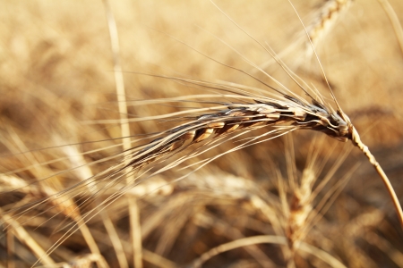 wheat spikeletの写真素材