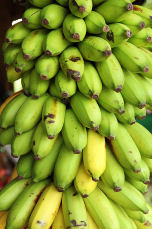 big bunch of green bananasの写真素材