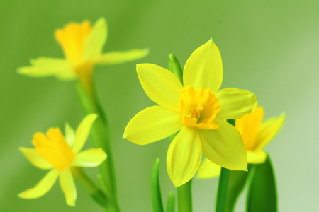 daffodils closeupの写真素材