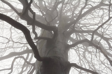 spooky tree branches in fogの写真素材
