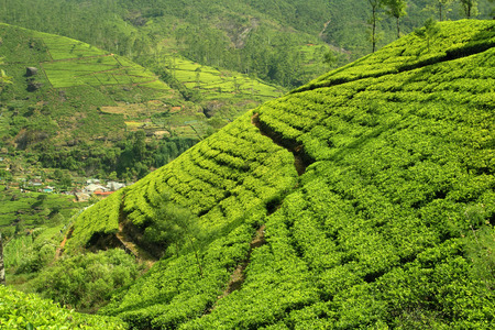 green tea hillsの写真素材