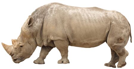 rhino isolatedの写真素材