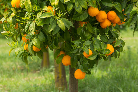 ripe oranges growing on treeの写真素材