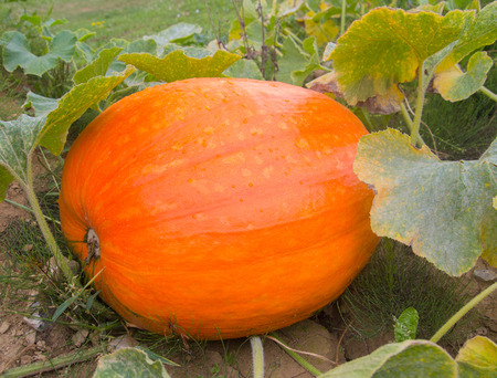 Fresh orange pumpkin growing on a vine in a home vegetable patch or on a farm with the leaves already showing signs of yellowing and decay during autumn or fallの写真素材