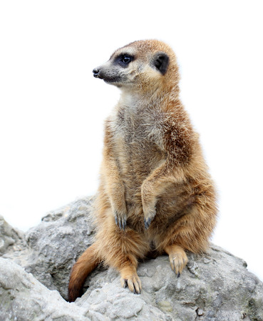 suricata isolatedの写真素材