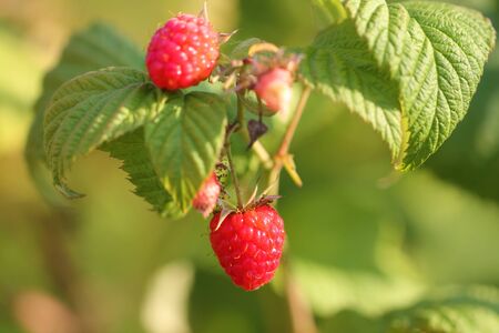 red raspberries growingの写真素材