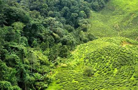 tea plantation and forestの写真素材