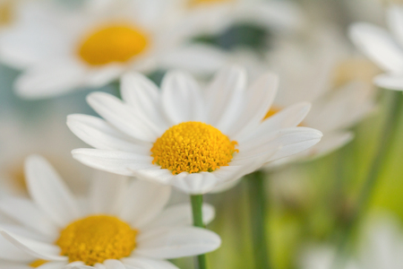 white daisy flowers macroの写真素材