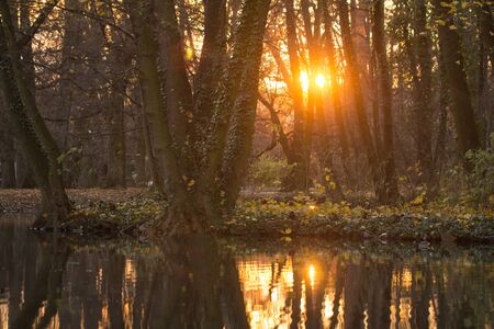 orange sunset in forest with lakeの写真素材