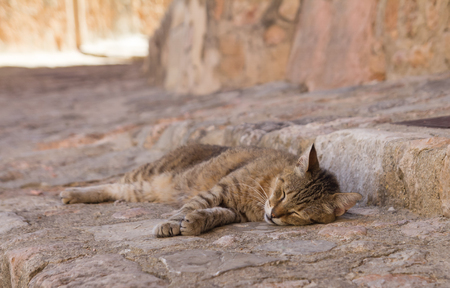 cat sleeping in townの写真素材