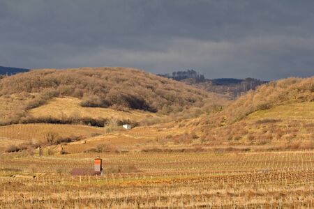 brown vineyard landscapeの写真素材