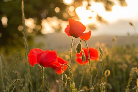 wild poppies in sunsetの写真素材