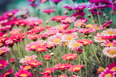beautiful macro of pink meadow flowersの写真素材