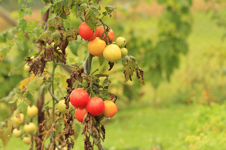 wet tomatoes growing in gardenの写真素材