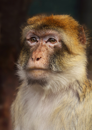 monkey face closeupの写真素材