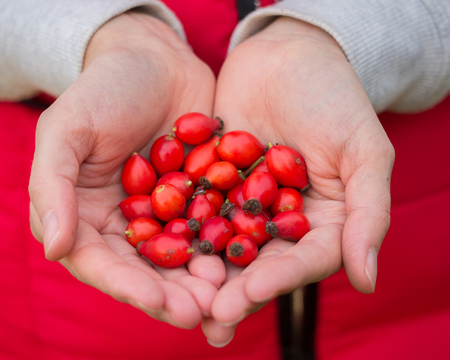 rosehipsの写真素材