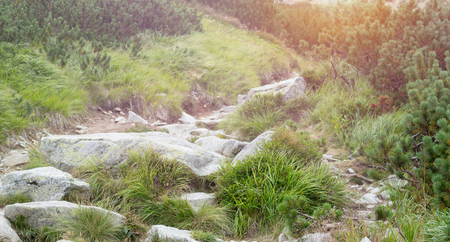 rocks and grass on walking path in mountainsの写真素材