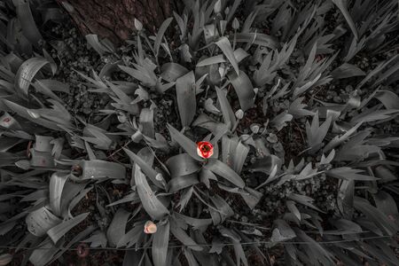 Red Tulipの写真素材