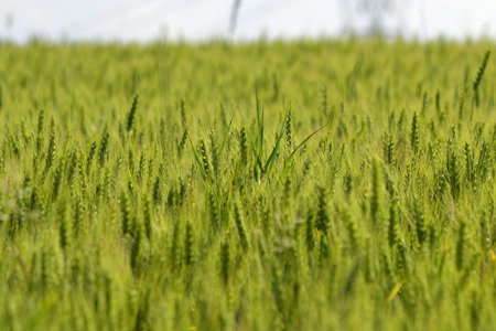 wheat