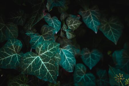 Ivy leaves backgroundの写真素材