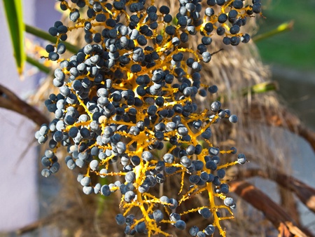 branch with lot of palm seedsの写真素材