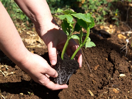 planting young plant of pumpkin planting young plant of pumpkin