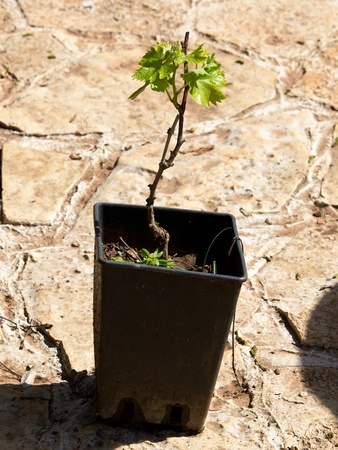 seedling of grape in the potの写真素材