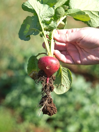 little radish piked from the soilの写真素材