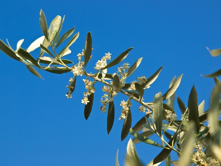 olive tree flowers in the springの写真素材